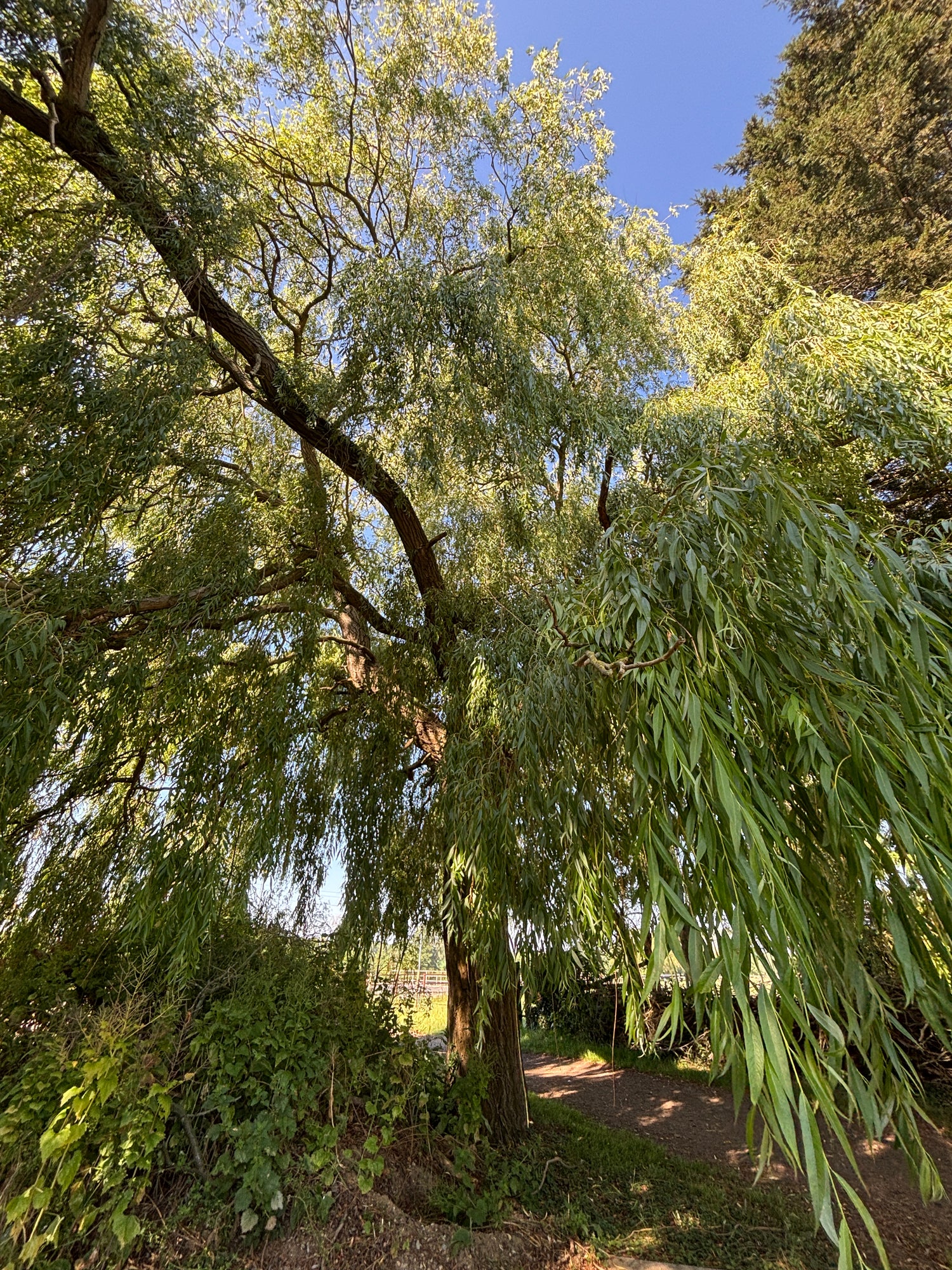 A tall willow tree with dense green foliage and a brown trunk, photographed outdoors against a patch of blue sky. A narrow path and more greenery are visible along the right side.