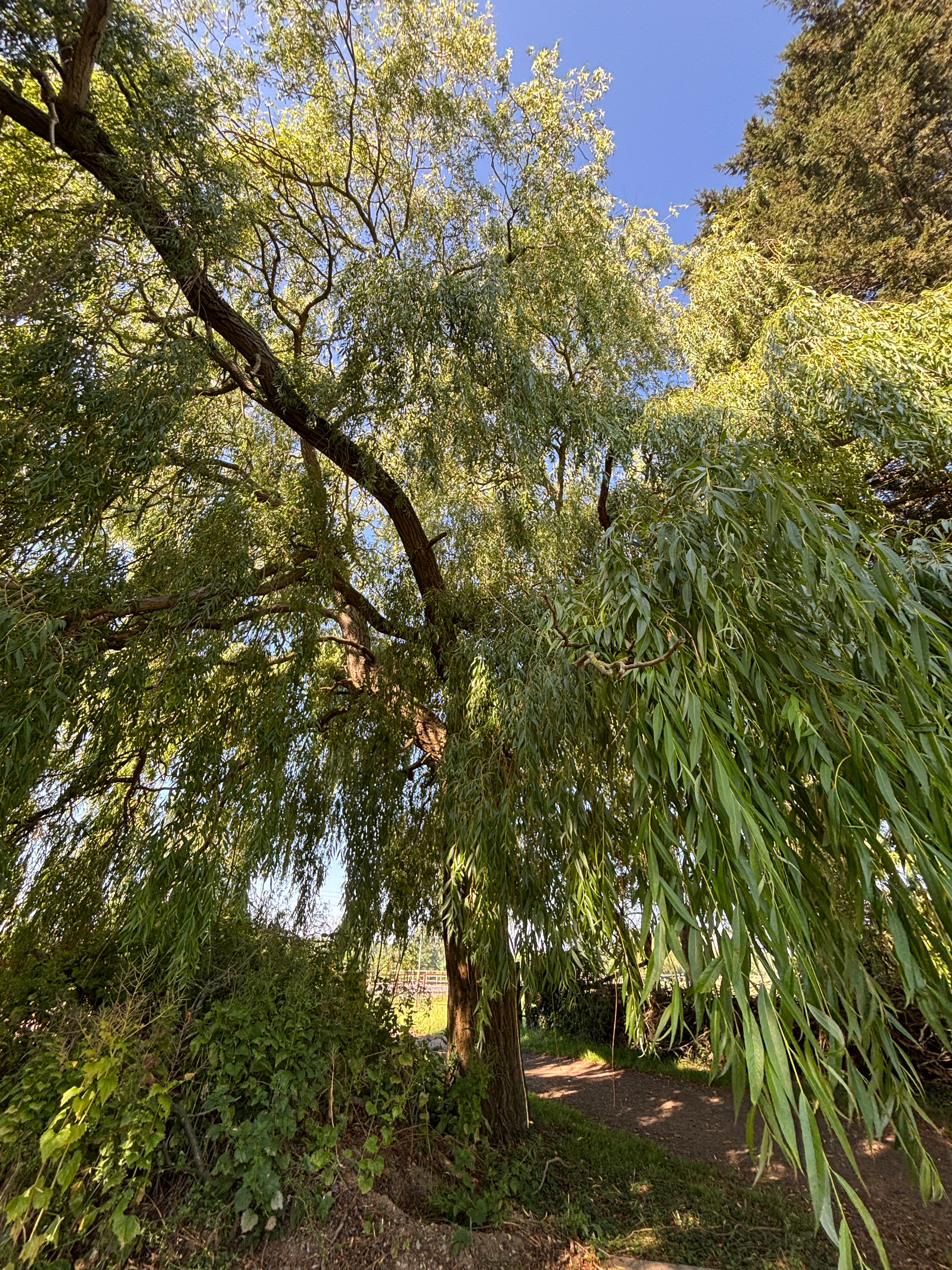 A tall willow tree with dense green foliage and a brown trunk, photographed outdoors against a patch of blue sky. A narrow path and more greenery are visible along the right side.