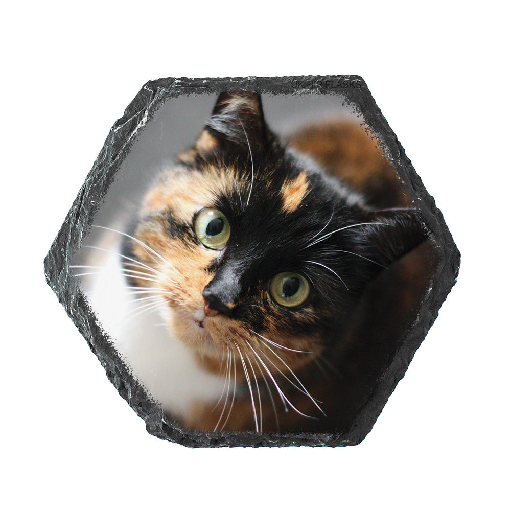 Personalised photo hexagonal coaster with a pet cat's face.
